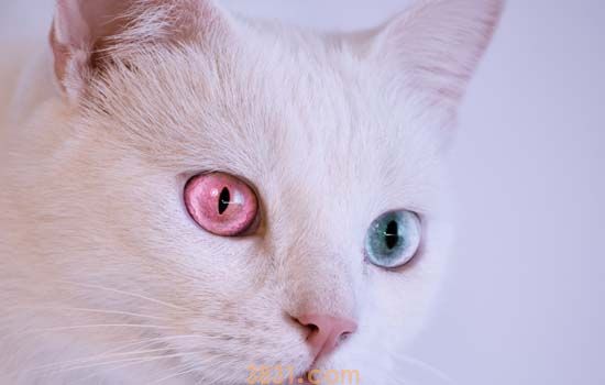 猫打完疫苗后要注意什么 猫注射疫苗后常见的六个问题(图1)