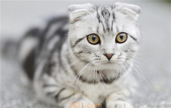 猫夏季怎么消暑 这四个方面可以起到辅助作用(图1)