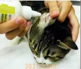 猫得了耳螨怎么清理 清理耳朵要用这招!(图3)