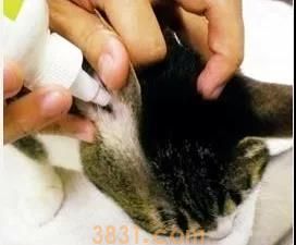 猫得了耳螨怎么清理 清理耳朵要用这招!(图5)