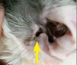 猫得了耳螨怎么清理 清理耳朵要用这招!(图4)
