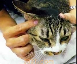 猫得了耳螨怎么清理 清理耳朵要用这招!(图6)