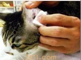 猫得了耳螨怎么清理 清理耳朵要用这招!(图7)