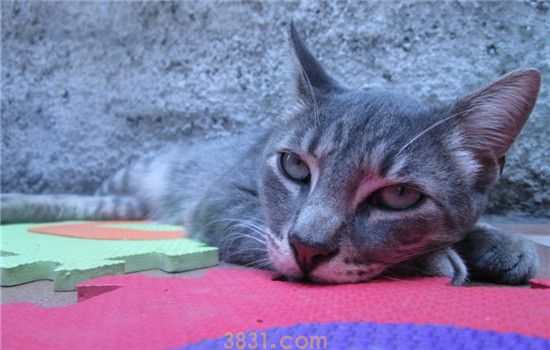猫突然不吃猫粮了 不要长期给猫咪吃一种猫粮(图1)