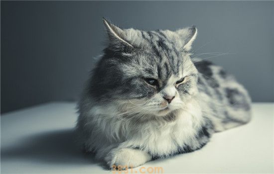 猫突然不吃猫粮了 不要长期给猫咪吃一种猫粮(图2)