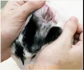 猫的耳朵怎么清理 图解三步骤轻松清理猫耳朵(图2)