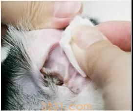 猫的耳朵怎么清理 图解三步骤轻松清理猫耳朵(图3)