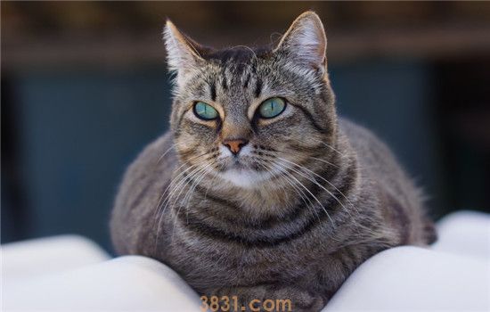 猫可以吃蓝莓吗 最好给猫咪吃新鲜的蓝莓(图1)