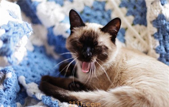 猫叫不出声音怎么回事 猫咪是不是突然变哑巴了(图1)