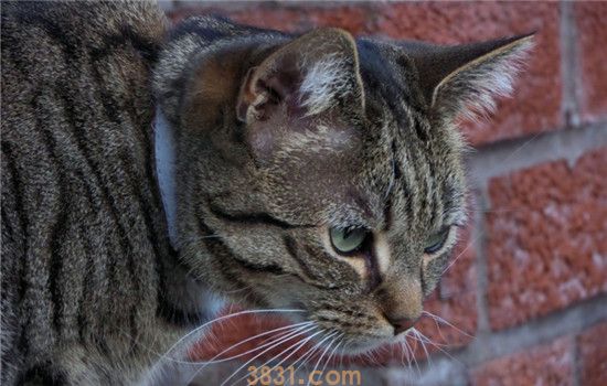 猫叫不出声音怎么回事 猫咪是不是突然变哑巴了(图2)