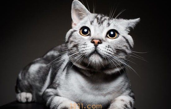 猫咪肚皮上有密集黑点 主人要注意猫咪的皮肤健康了(图1)
