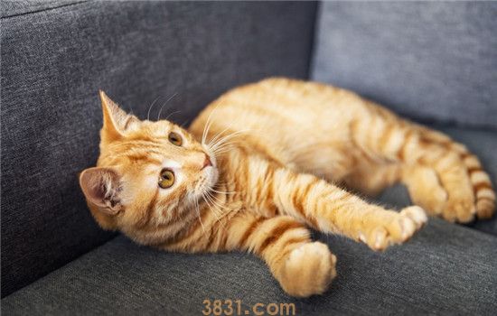 猫咪流泪是怎么了 是因为猫咪伤心难过了吗(图2)