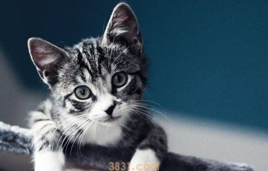 猫咪粪便生好多小飞虫 主人要注意卫生打扫了(图1)