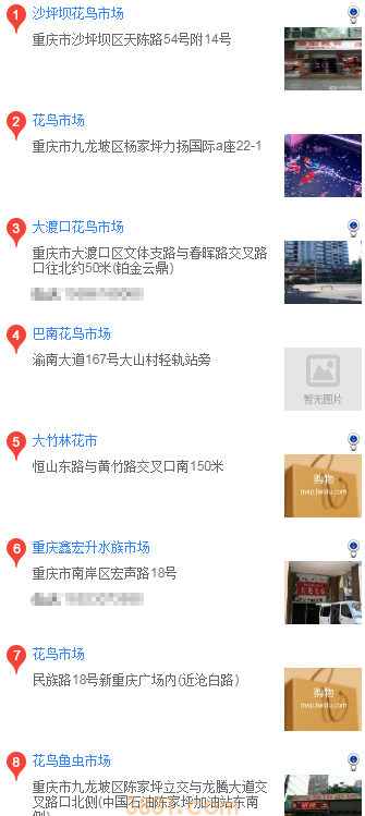 重庆买博美 重庆买博美可以去哪儿(图2)