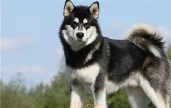阿拉斯加雪橇犬多少钱 阿拉斯加要多少钱(图1)