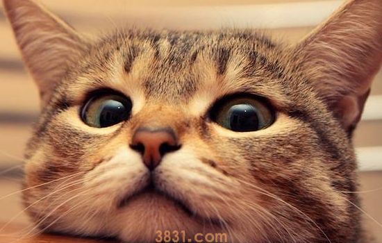 猫脂肪肝的症状 猫脂肪肝还有救吗?(图2)