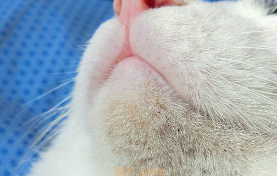 猫黑下巴是什么原因 该如何治疗黑下巴(图1)