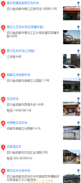 成都哪里买边境牧羊犬(图2)