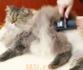 长毛猫怎么打理 长毛猫的猫需要精心呵护(图1)