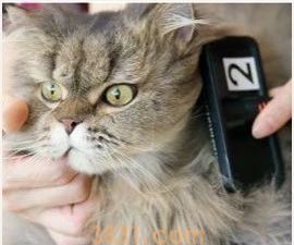 长毛猫怎么打理 长毛猫的猫需要精心呵护(图2)
