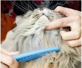 长毛猫怎么打理 长毛猫的猫需要精心呵护(图3)