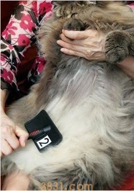 长毛猫怎么打理 长毛猫的猫需要精心呵护(图5)