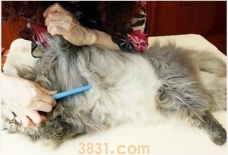 长毛猫怎么打理 长毛猫的猫需要精心呵护(图6)