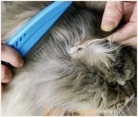 长毛猫怎么打理 长毛猫的猫需要精心呵护(图7)