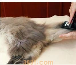 长毛猫怎么打理 长毛猫的猫需要精心呵护(图8)