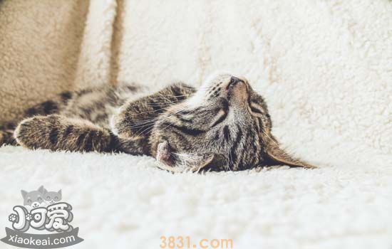 猫肠胃处方罐头 猫咪处方罐头哪个好(图1)