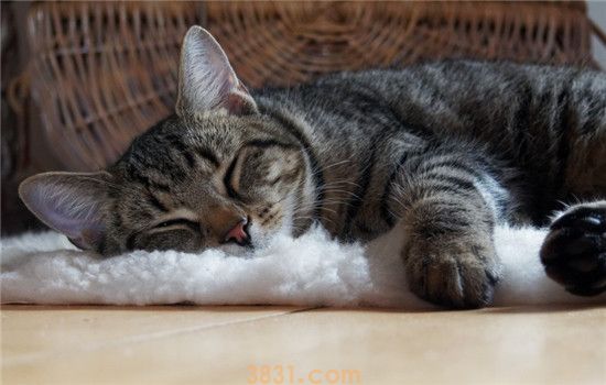 猫毛有什么用处 给猫剃毛有什么坏处(图2)