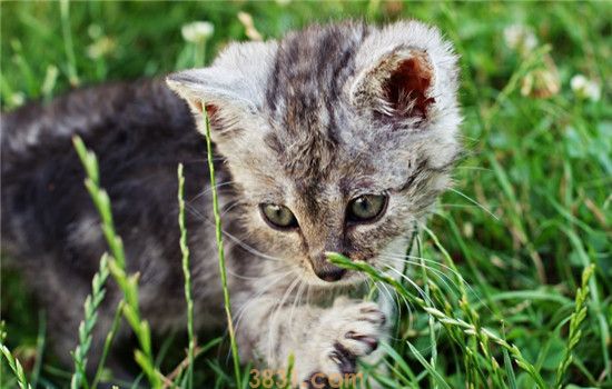 猫可以吃杨梅吗 猫咪吃杨梅会怎么样(图1)