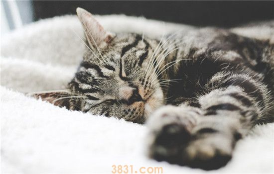 猫咪怀孕可以吃营养膏吗 什么样的猫需要吃营养膏(图1)