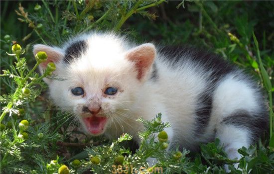 猫咪怀孕可以吃营养膏吗 什么样的猫需要吃营养膏(图2)