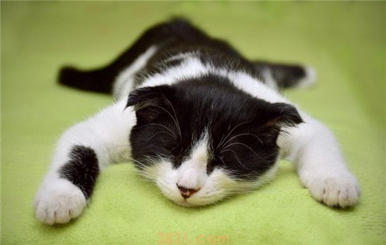 猫会晕车吗(图2)