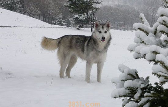 阿拉斯加爱斯基摩犬多少钱(图1)