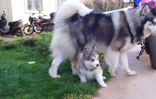 阿拉斯加的价格 纯种阿拉斯加犬价格(图1)