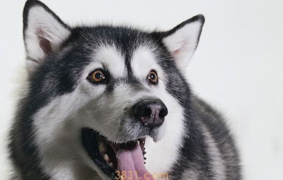 阿拉斯加幼犬价格 纯种阿拉斯加幼犬价格(图1)