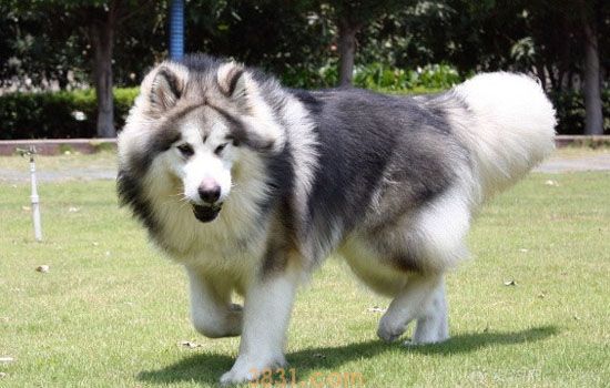 阿拉斯加犬的价格 成年阿拉斯加犬价格(图1)