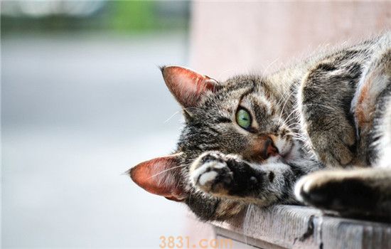 猫在地上打滚是为什么 猫咪打滚的行为并不简单(图2)