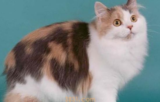 猫砂盆的的摆放位置 猫砂盆摆放有讲究!(图2)