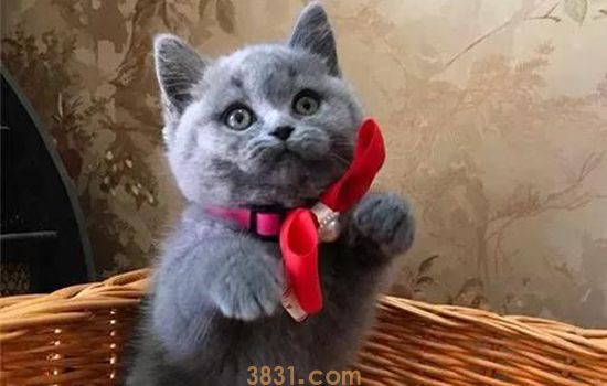 小猫不粘人怎么驯养 让你的猫咪化身牛皮糖(图1)
