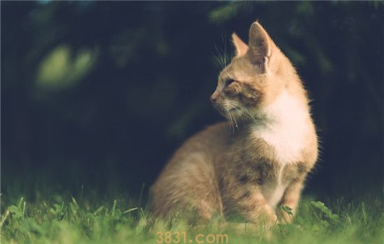猫的寿命一般多长 想让猫咪长寿要注意这两点(图1)