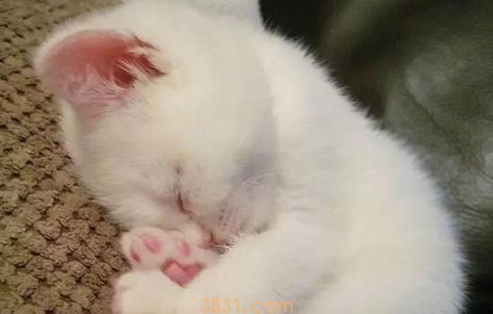 小猫一动不动还有呼吸 这些急救措施要学会(图1)