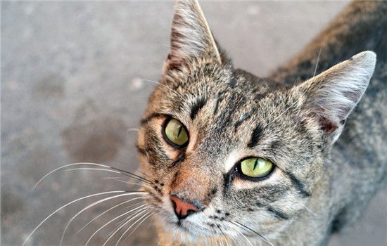 猫的寿命一般多长 想让猫咪长寿要注意这两点(图2)