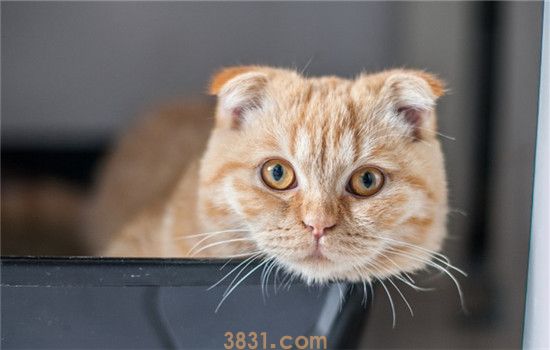 猫驱虫要注意什么 给猫驱虫是不可忽视的工作(图1)