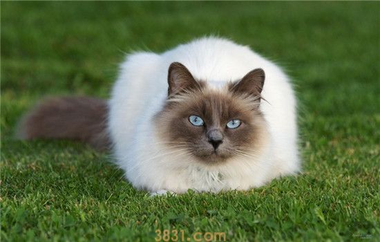猫驱虫要注意什么 给猫驱虫是不可忽视的工作(图2)