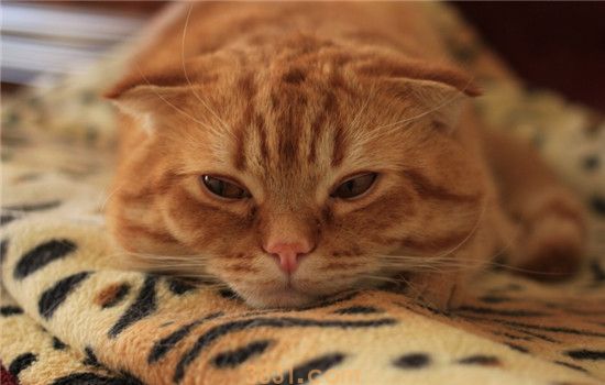 给猫梳毛有啥好处 这三个好处你想不到吧(图1)