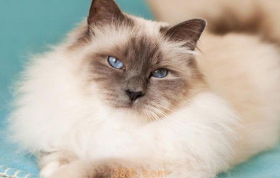猫咪拉毛球一坨一坨 拉毛球的时候你在想什么?(图1)