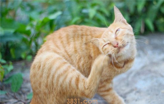 怎么预防猫咪耳螨 定期检查猫咪的耳朵很重要(图1)